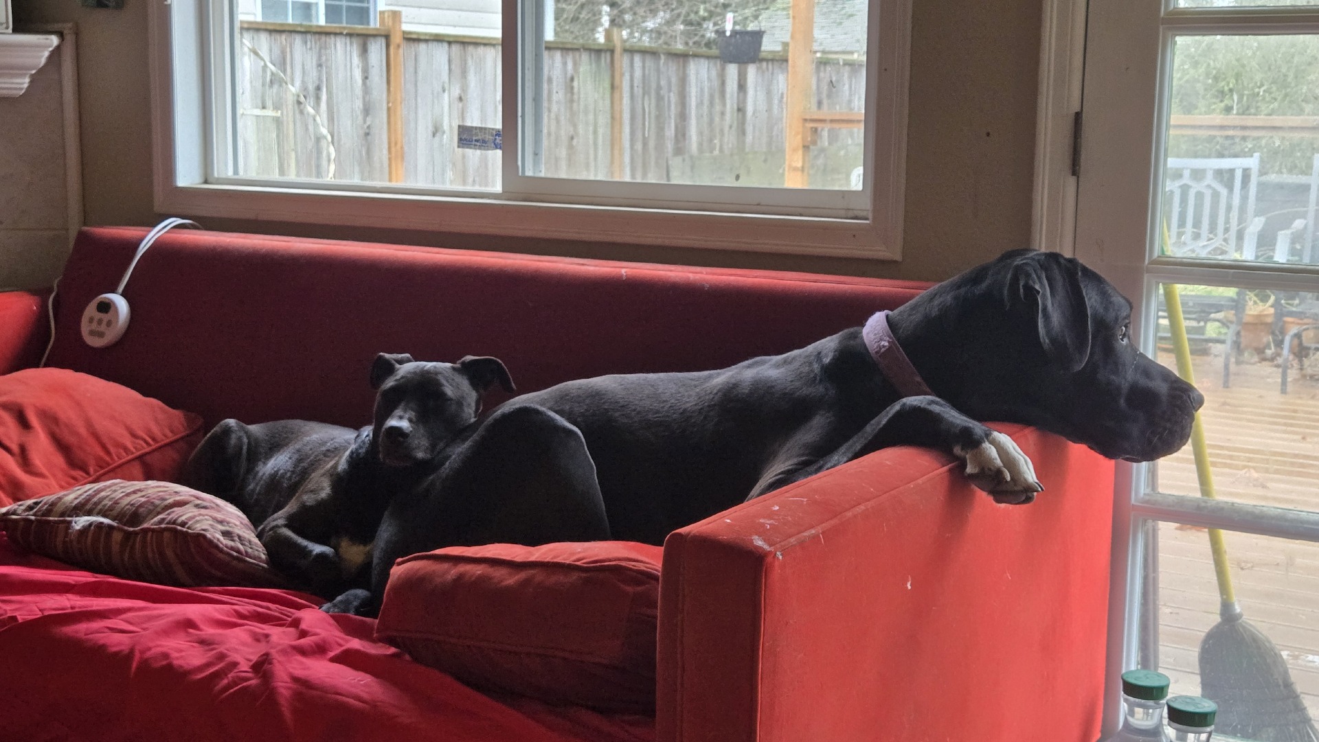 Ozzie and Duke on the couch